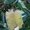 Bottlebrush for nectar